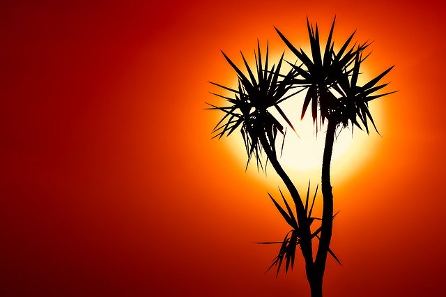 Free download Cactus Sunset Sun -  free photo or picture to be edited with GIMP online image editor