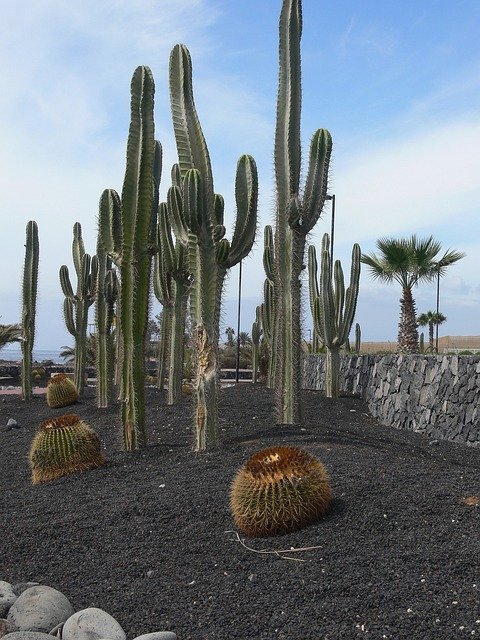 Free picture Cactus Tenerife Garden -  to be edited by GIMP free image editor by OffiDocs