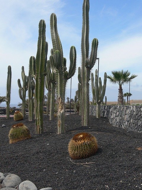 Muat turun percuma Cactus Tenerife Garden - foto atau gambar percuma untuk diedit dengan editor imej dalam talian GIMP