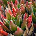 CACTUSTheme  screen for extension Chrome web store in OffiDocs Chromium