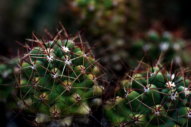 Free download cactus thorn nature plant free picture to be edited with GIMP free online image editor