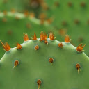 Cactus Thorns  screen for extension Chrome web store in OffiDocs Chromium