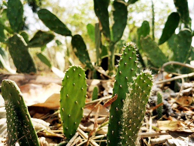 Unduh gratis Cactus Thorns Green - foto atau gambar gratis untuk diedit dengan editor gambar online GIMP