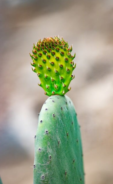 Free download cactus thorns succulent nature free picture to be edited with GIMP free online image editor
