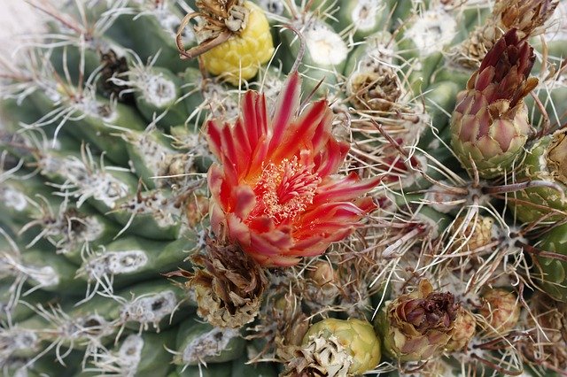 تنزيل Cactus Usa National Park مجانًا - صورة أو صورة مجانية ليتم تحريرها باستخدام محرر الصور عبر الإنترنت GIMP