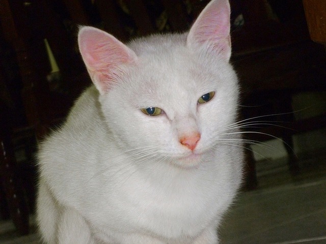বিনামূল্যে ডাউনলোড ca cute cat cat's eyes cat nose free picture GIMP বিনামূল্যে অনলাইন ইমেজ এডিটর দিয়ে সম্পাদনা করা হবে