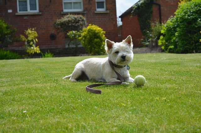 Free download Cairn Terrier Dog -  free photo or picture to be edited with GIMP online image editor
