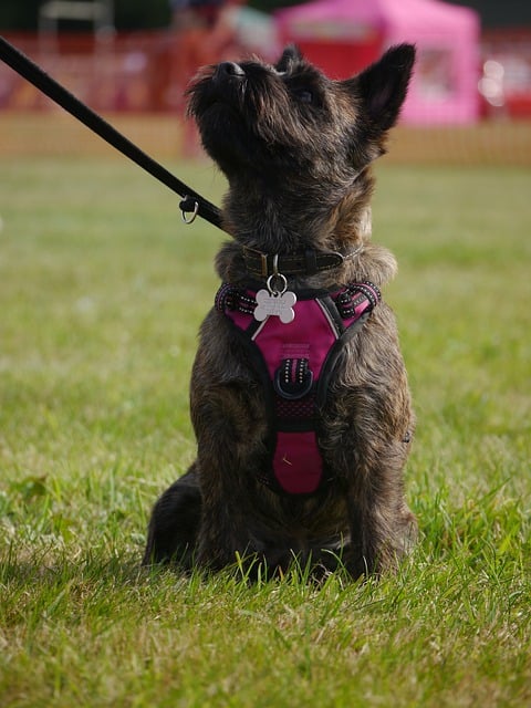 دانلود رایگان عکس حیوان خانگی سگ کایرن تریر برای ویرایش با ویرایشگر تصویر آنلاین رایگان GIMP