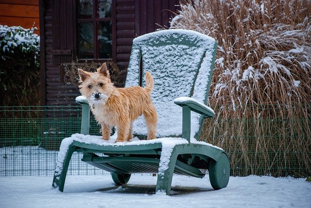 Free download cairn terrier dog winter pet snow free picture to be edited with GIMP free online image editor