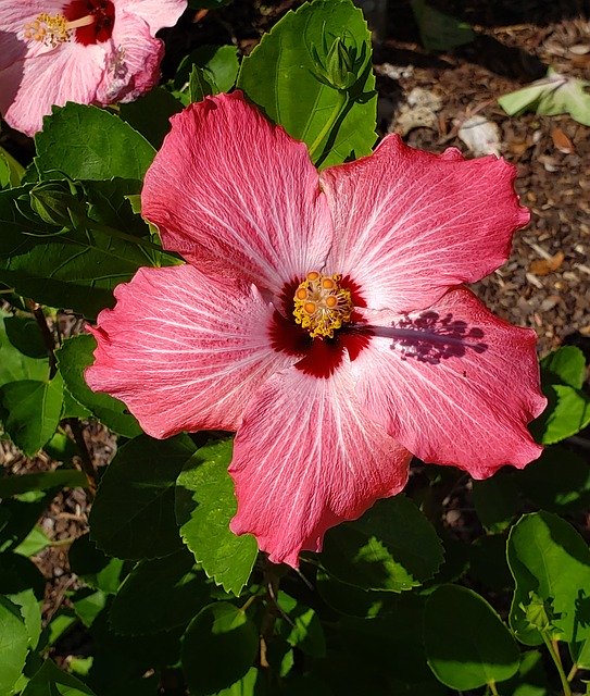 Free download Cajun Hibiscus Backyard -  free photo or picture to be edited with GIMP online image editor