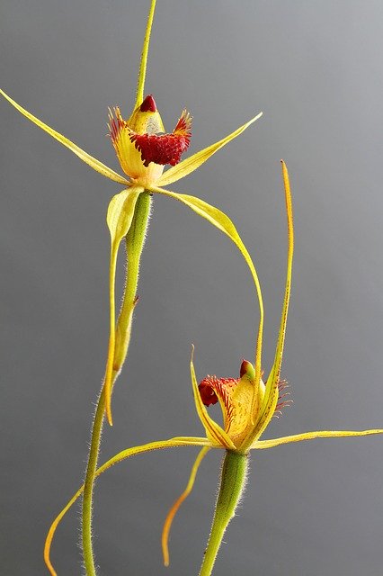 Free download Caladenia Procera Carbunup King -  free photo or picture to be edited with GIMP online image editor