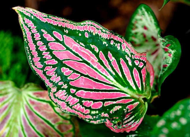 Free download caladium pattern leaves nature free picture to be edited with GIMP free online image editor