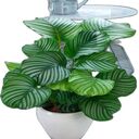 Calathea Orbifolia Tree Wallpaper  screen for extension Chrome web store in OffiDocs Chromium