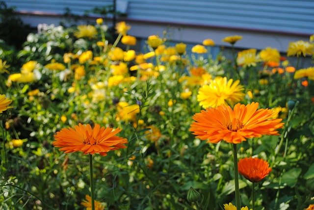 Free download Calendula Garden Flowers -  free photo or picture to be edited with GIMP online image editor