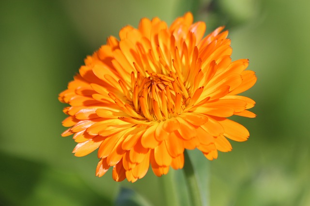 Free download calendula marigold flower summer free picture to be edited with GIMP free online image editor