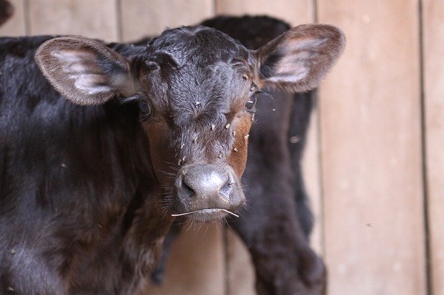 Unduh gratis Calf Angus Farm - foto atau gambar gratis untuk diedit dengan editor gambar online GIMP
