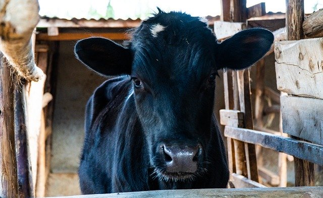 Descărcare gratuită Calf Cattle Cow - fotografie sau imagini gratuite pentru a fi editate cu editorul de imagini online GIMP