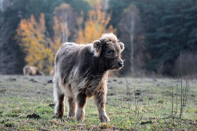 Free download calf cattle horns pasture breeding free picture to be edited with GIMP free online image editor