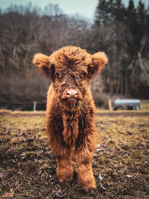 Free download calf cow livestock species pasture free picture to be edited with GIMP free online image editor
