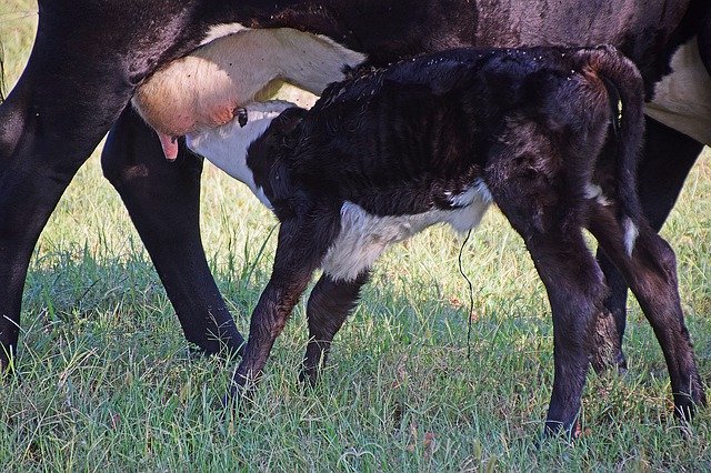 Téléchargement gratuit Calf Cow Nature - photo ou image gratuite à éditer avec l'éditeur d'images en ligne GIMP