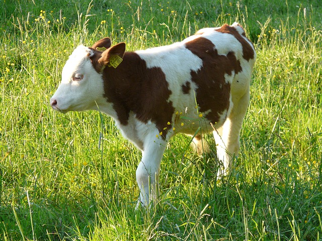 Free download calf cub cow domestic cattle beef free picture to be edited with GIMP free online image editor