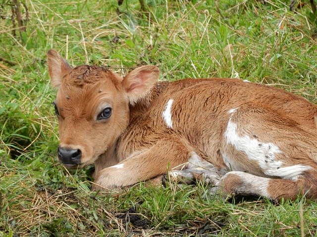 Unduh gratis Calf Meadow Pasture - foto atau gambar gratis untuk diedit dengan editor gambar online GIMP