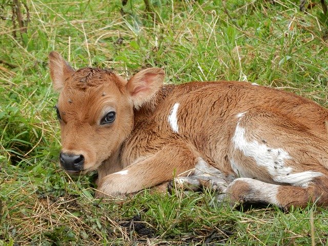 Free download Calf Meadow Pasture -  free photo or picture to be edited with GIMP online image editor