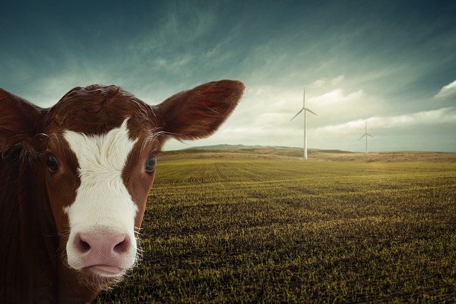 Free download calf renewable energy pinwheels free picture to be edited with GIMP free online image editor