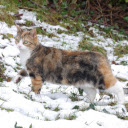 Calico cat  screen for extension Chrome web store in OffiDocs Chromium