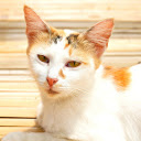 Calico cat basking in the sun  screen for extension Chrome web store in OffiDocs Chromium