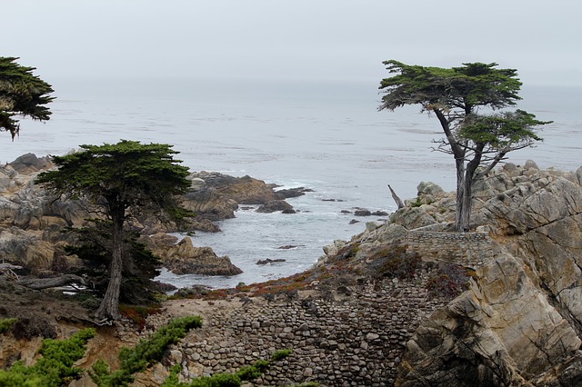 Free download california cypress tree free picture to be edited with GIMP free online image editor