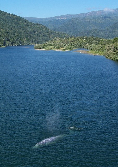 Free download California Gray Whale River -  free photo or picture to be edited with GIMP online image editor