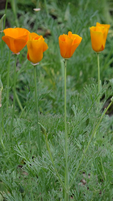 Free download california poppies poppies flowers free picture to be edited with GIMP free online image editor