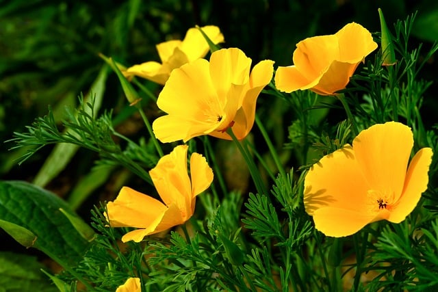 Free download california poppy flower yellow free picture to be edited with GIMP free online image editor
