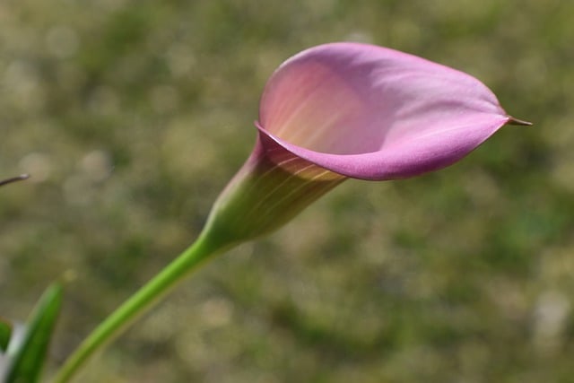 Free graphic calla lily flower flora bloom to be edited by GIMP free image editor by OffiDocs