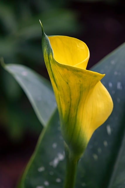 Free download calla lily lily flower free picture to be edited with GIMP free online image editor