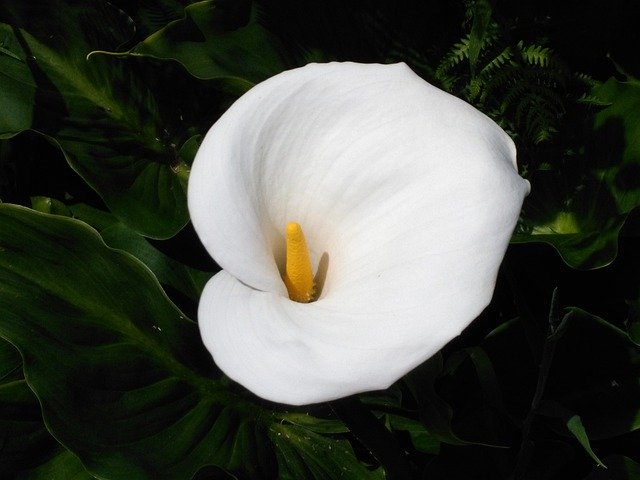 Descărcare gratuită Calla White Flower - fotografie sau imagine gratuită pentru a fi editată cu editorul de imagini online GIMP