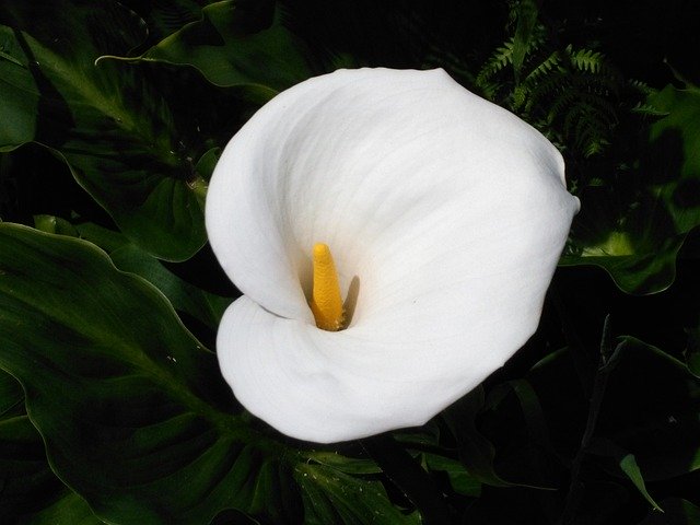 Безкоштовно завантажте Calla White Flower - безкоштовне фото або зображення для редагування в онлайн-редакторі зображень GIMP