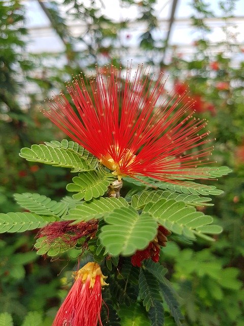 Bezpłatne pobieranie Calliandra Tweedii Powder Puff darmowy szablon zdjęć do edycji za pomocą internetowego edytora obrazów GIMP