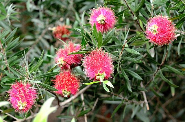 Free download Callistemon Flower Plant -  free photo or picture to be edited with GIMP online image editor