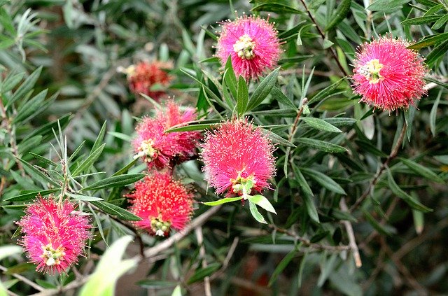 Callistemon Flower Plantを無料でダウンロード-GIMPオンラインイメージエディターで編集できる無料の写真または画像