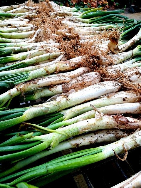 Free download Calçots Barbecue Onions free photo template to be edited with GIMP online image editor