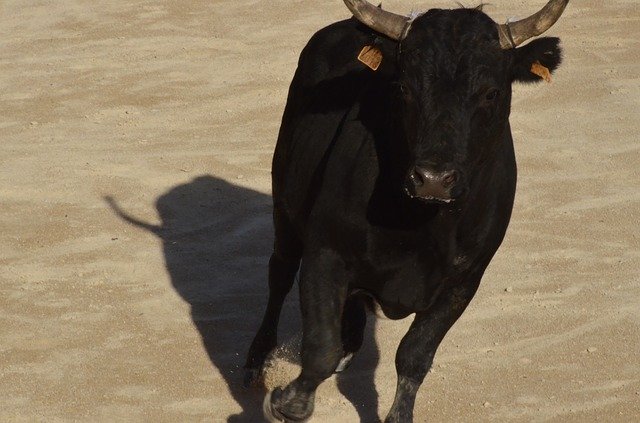 Descărcare gratuită Camargue Bull - fotografie sau imagine gratuită pentru a fi editată cu editorul de imagini online GIMP