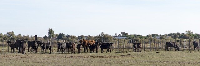 カマルグの雄牛の角を無料でダウンロード-GIMPオンラインイメージエディターで編集できる無料の写真または画像