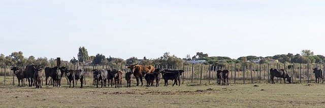 Kostenloser Download Camargue Bulls Horns - kostenloses Foto oder Bild zur Bearbeitung mit GIMP Online-Bildbearbeitung