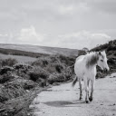 Camargure Horse Walks a Lonely Road  screen for extension Chrome web store in OffiDocs Chromium
