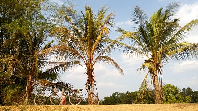 Free download Cambodia Island Palm -  free photo or picture to be edited with GIMP online image editor