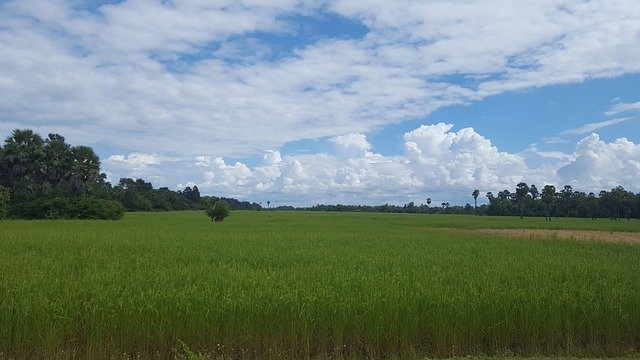 Free picture Cambodia Rice Field Harvest -  to be edited by GIMP free image editor by OffiDocs