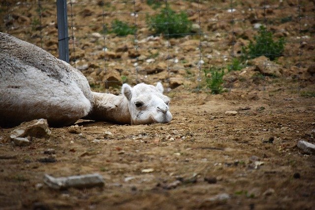 Descarga gratuita Camel Africa Desert: foto o imagen gratuita para editar con el editor de imágenes en línea GIMP