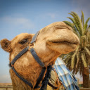 Camel and long nose  screen for extension Chrome web store in OffiDocs Chromium